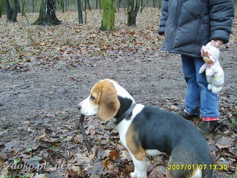 2007-01-07.12_rusalka_beagle (Large).JPG - Dex z patykiem